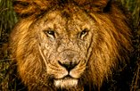 symbolic lion for site header